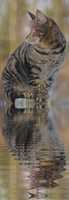 Free download Cats In The Rain [GIFS] free photo or picture to be edited with GIMP online image editor